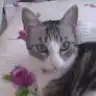 zuzumanji