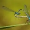 ebrumus