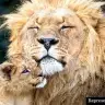 lion mother