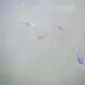 mutluseker
