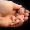 ZHRMSTF