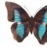 evamaria
