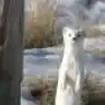 MeLbaRose