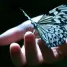 parpalli