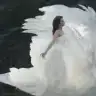 whiteswann
