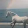 ozlmb