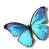 bluewing