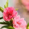 AnneChita