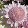 neval__27