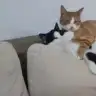 kedisizolmaz