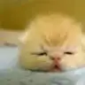 nenoss_98