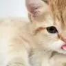 hyunbuket