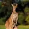 kangurucuk