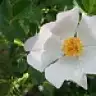 nurdan taraktaxsx