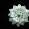 yasekar