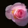 derya81