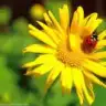 EFCE