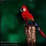 Zoloto