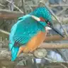 eisvogel