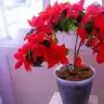 leyla7634