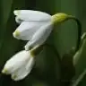 XIXNCXIX TANEM