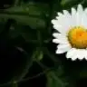 camomilenovel
