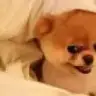 jusy
