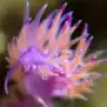 Seaslug