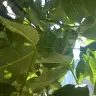huri_ye