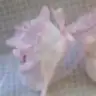 neslisay