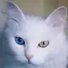 hiramira