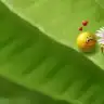 masalmz