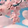 meybi