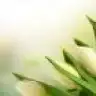 hbl88