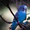 JasP