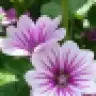 Yusa_zeyneb
