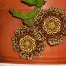 kadnlarkulubuuye