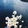 Papatyakokusuu
