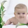 cinomi
