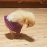 hakunamatataa