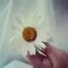 zeynoos