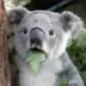 hiperaktifkoala
