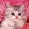 *Lavxixnya