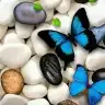 ceylin_41