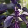 daglarkizireyhan