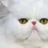 iipek34