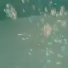 ieo