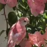 Mecazen