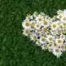 melicil