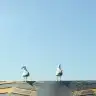 elinintersi